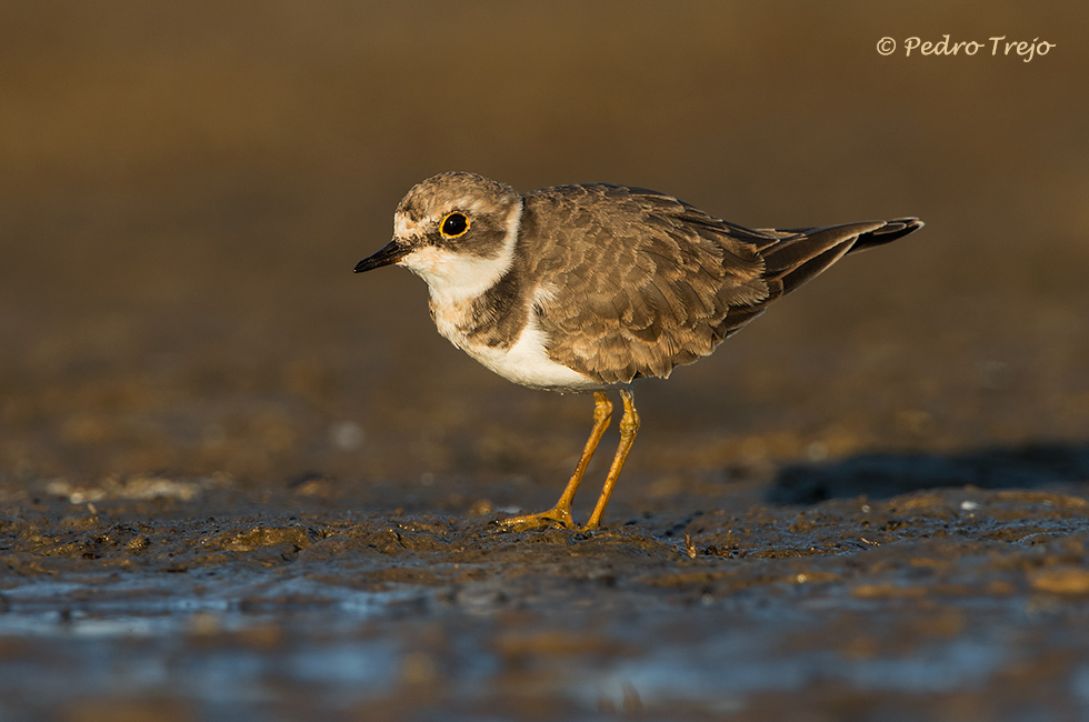 Chorlitejo chico (Charadrius dubius)